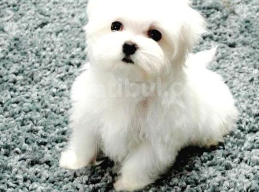 Maltesse Terrier Cinsi Güzel Yavrular 