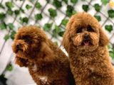 Eşsiz Orjinal Toy Poodle
