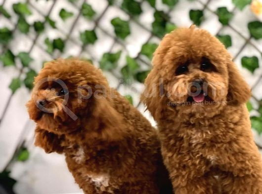 Eşsiz Orjinal Toy Poodle görsel