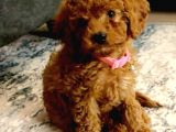 TOOY POODLE YAVRUMUZ 