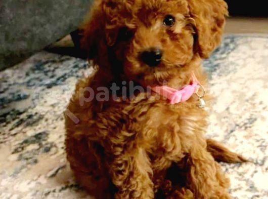 Tooy Poodle Yavrumuz 