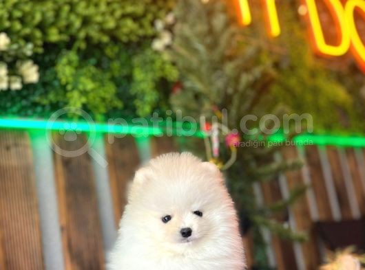 Mini Pomeranian Boo Yavrularımız görsel