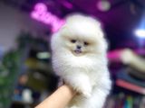 Mini Pomeranian Boo Yavrularımız