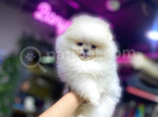 Mini Pomeranian Boo Yavrularımız