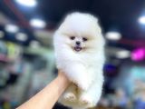 Mini Pomeranian Boo Yavrularımız