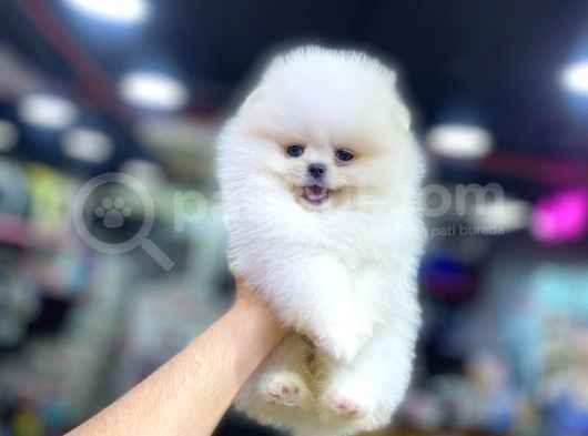 Mini Pomeranian Boo Yavrularımız görsel