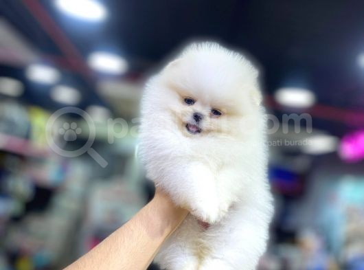Mini Pomeranian Boo Yavrularımız görsel