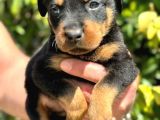 Mükemmel kalitede rottweiler bebekler için acele edin