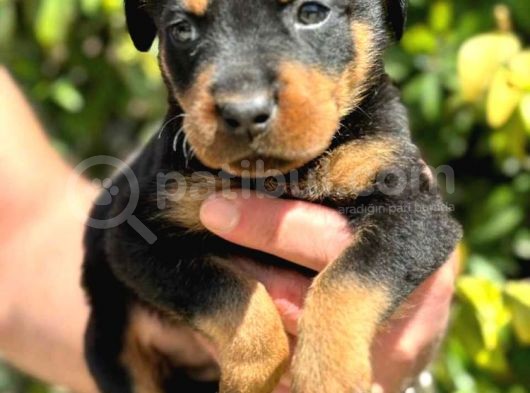 Mükemmel Kalitede Rottweiler Bebekler Için Acele Edin