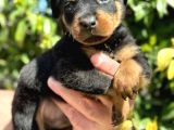 Mükemmel Kalitede Rottweiler Bebekler Için Acele Edin