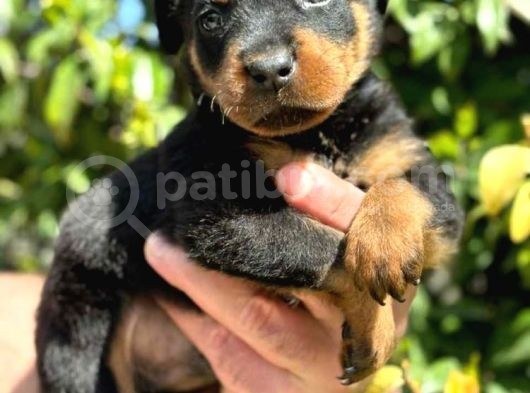 Mükemmel Kalitede Rottweiler Bebekler Için Acele Edin görsel