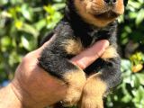 Mükemmel Kalitede Rottweiler Bebekler Için Acele Edin