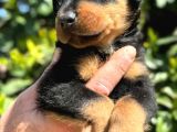 Mükemmel Kalitede Rottweiler Bebekler Için Acele Edin
