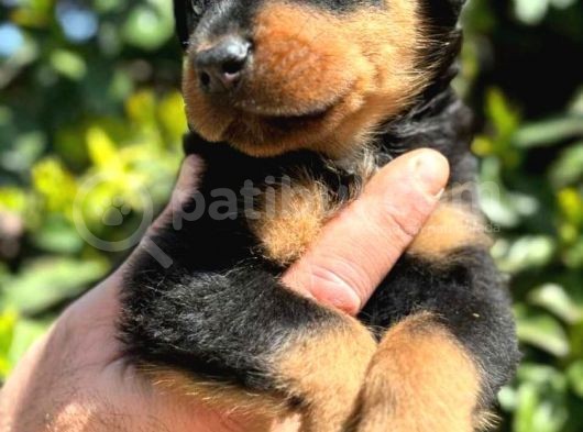Mükemmel Kalitede Rottweiler Bebekler Için Acele Edin görsel