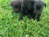 Irk Ve Sağlık Garantili Labrador Yavrular