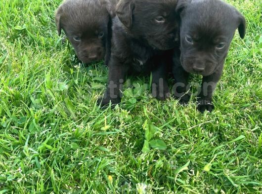 Irk Ve Sağlık Garantili Labrador Yavrular görsel