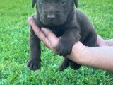 Irk ve sağlık garantili labrador yavrular