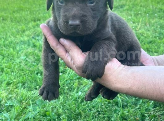 Irk Ve Sağlık Garantili Labrador Yavrular