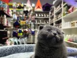 Scottish fold Dişi