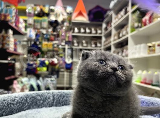Scottish Fold Dişi