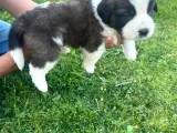 St Bernard Yavrularımız Yeni Yuvalarına Gitmeye Hazır