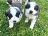 St Bernard Yavrularımız Yeni Yuvalarına Gitmeye Hazır