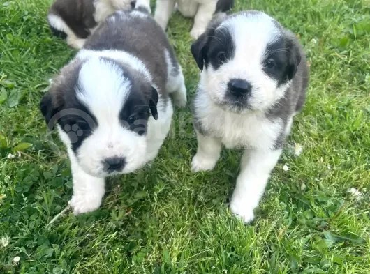 St Bernard Yavrularımız Yeni Yuvalarına Gitmeye Hazır görsel