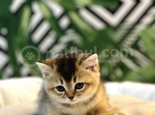 Orji̇nal Golden Black Bri̇ti̇sh Yavrumuz görsel
