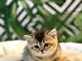Orji̇nal Golden Black Bri̇ti̇sh Yavrumuz