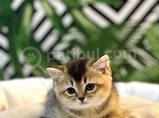 Orji̇nal Golden Black Bri̇ti̇sh Yavrumuz görsel