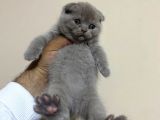 Scottish Fold Dişi