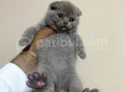 Scottish Fold Dişi görsel