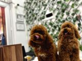 Eşsiz Orjinal Toy Poodle