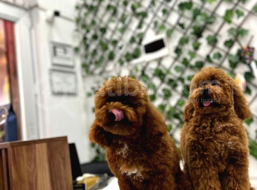 Eşsiz Orjinal Toy Poodle görsel