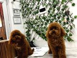 Eşsiz orjinal toy poodle