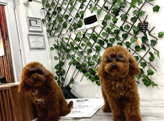 Eşsiz Orjinal Toy Poodle