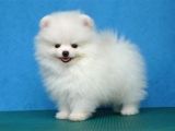 POMERRİAN BOO AYI SURATLI 