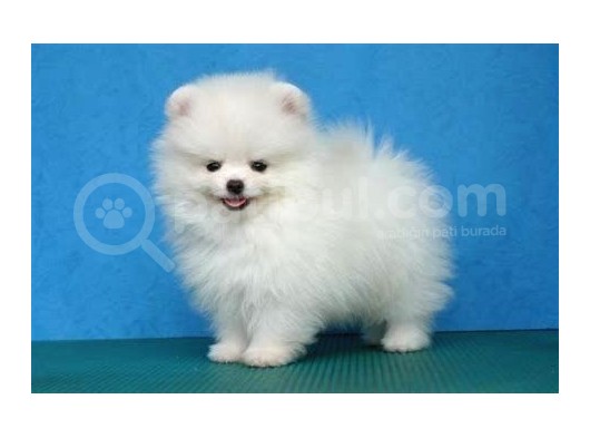 Pomerri̇an Boo Ayi Suratli 
