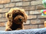 kıvırcık tüy yumağı toy poodle yavrularım