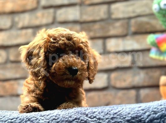 Kıvırcık Tüy Yumağı Toy Poodle Yavrularım