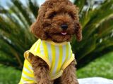 kıvırcık tüy yumağı toy poodle yavrularım