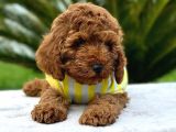 Kıvırcık Tüy Yumağı Toy Poodle Yavrularım