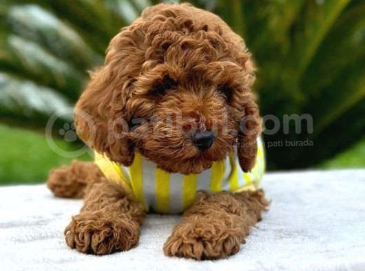 Kıvırcık Tüy Yumağı Toy Poodle Yavrularım görsel