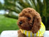 Kıvırcık Tüy Yumağı Toy Poodle Yavrularım