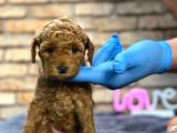 kıvırcık tüy yumağı toy poodle yavrularım