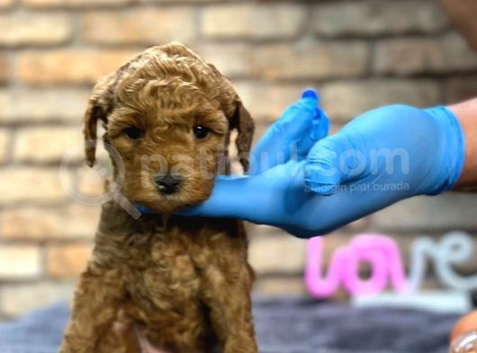 Kıvırcık Tüy Yumağı Toy Poodle Yavrularım
