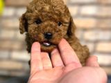 kıvırcık tüy yumağı toy poodle yavrularım