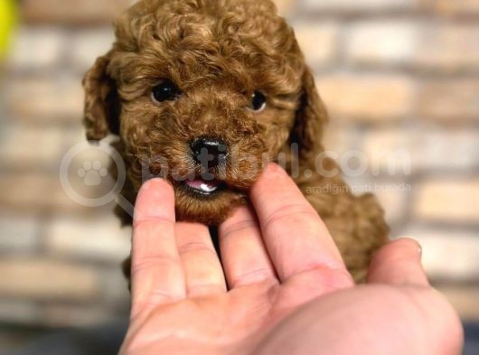 Kıvırcık Tüy Yumağı Toy Poodle Yavrularım