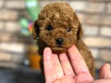 Kıvırcık Tüy Yumağı Toy Poodle Yavrularım
