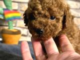 Kıvırcık Tüy Yumağı Toy Poodle Yavrularım